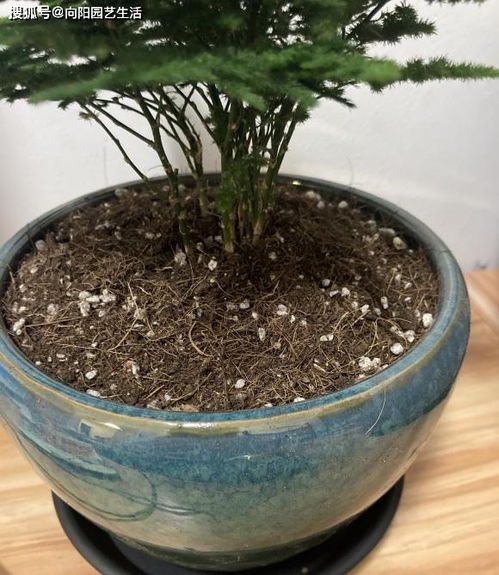 營養(yǎng)花土的價格