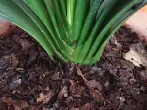 養(yǎng)花營養(yǎng)土自己怎么配