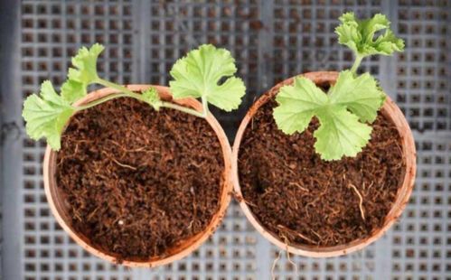 椰糠直接養(yǎng)花