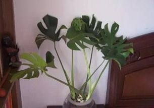 冬季水培養(yǎng)花的植物