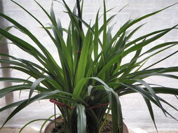 養(yǎng)花課后作業(yè)設(shè)計