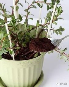 咖啡怎么養(yǎng)花