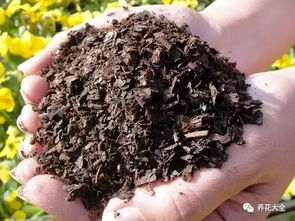 遷安哪有養(yǎng)花的