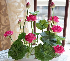 睡蓮水養(yǎng)花期