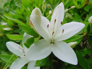 小學六級老舍的養(yǎng)花教學