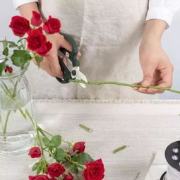 室內(nèi)養(yǎng)花常見的品種及名稱