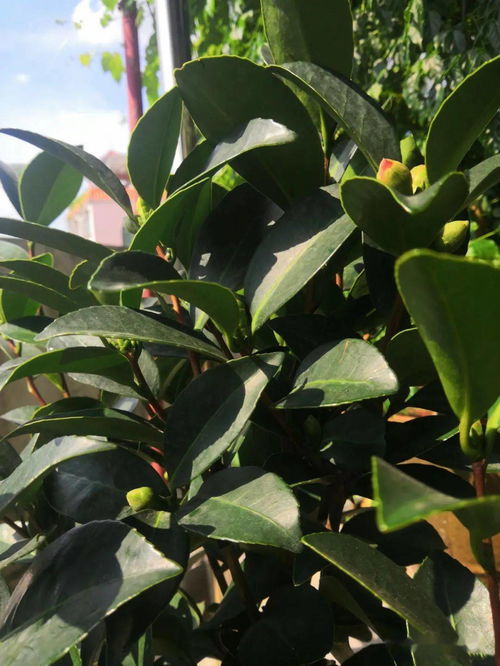 室內(nèi)養(yǎng)花撒硫磺