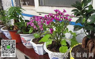 復(fù)合可以養(yǎng)花嘛