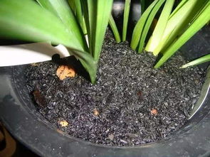 草木灰可以當養(yǎng)花肥料嗎