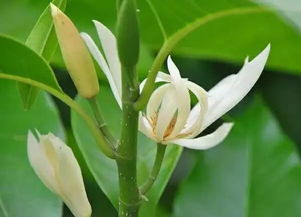 天狼養(yǎng)花經(jīng)驗