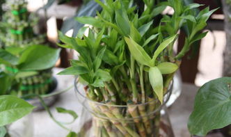 喜歡種植物養(yǎng)花人的性格特點