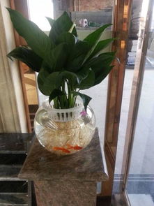 怎么在家魚缸養(yǎng)花魚