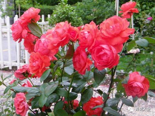 麥殼可以養(yǎng)花嗎