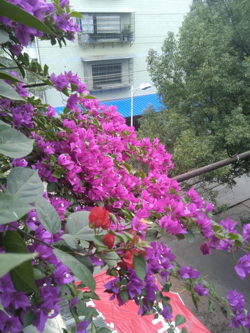 百度直訊養(yǎng)花