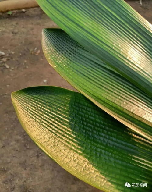 養(yǎng)花用商品花肥還是淘米水