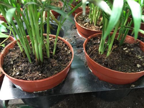 養(yǎng)花土里生蟲(chóng)子怎么辦