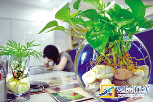 室內(nèi)養(yǎng)花長蚊子怎么辦