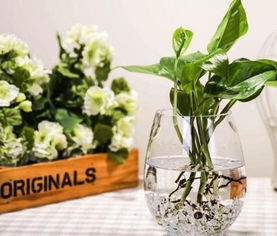 多久的魚缸水可以養(yǎng)花