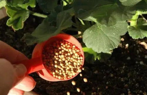 養(yǎng)花鰱魚長(zhǎng)得快嗎