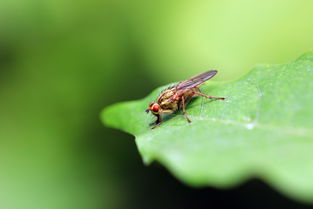 室內(nèi)養(yǎng)花草有小飛蟲怎么辦