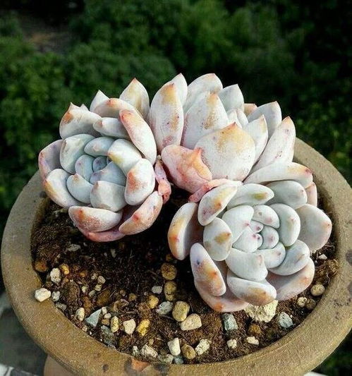 家里養(yǎng)花有多很多多角蟲