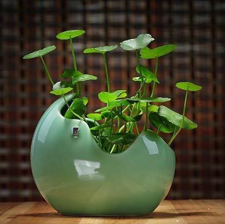 用玻璃盆養(yǎng)花行嗎