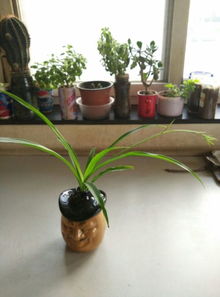 沒有洞的盆能養(yǎng)花嗎