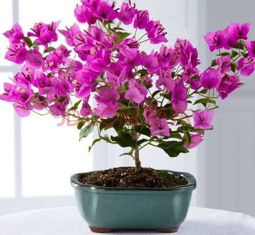 家庭養(yǎng)花怎么制作土