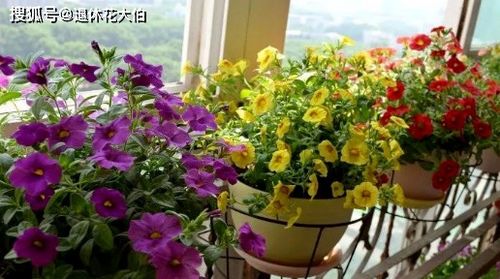 二級寫?zhàn)B花種草