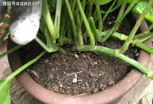 養(yǎng)花不用常換土