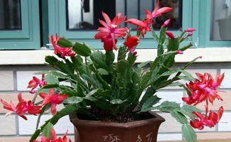 養(yǎng)花這是一篇什么文章