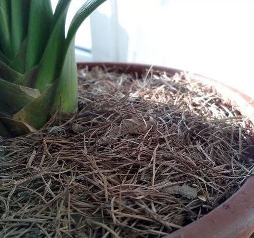 養(yǎng)花用復合土