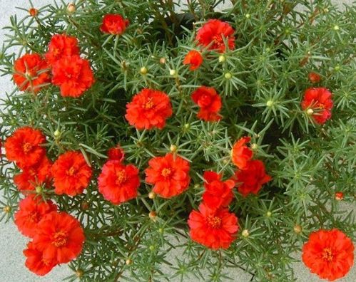 五行屬土可以養(yǎng)花呢