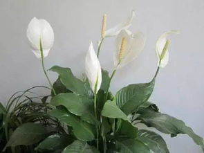 家庭養(yǎng)花養(yǎng)什么花最好