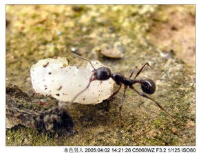 養(yǎng)花生螞蟻怎么辦