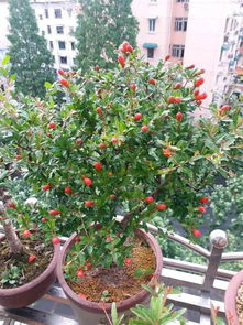 過期的油能養(yǎng)花嗎