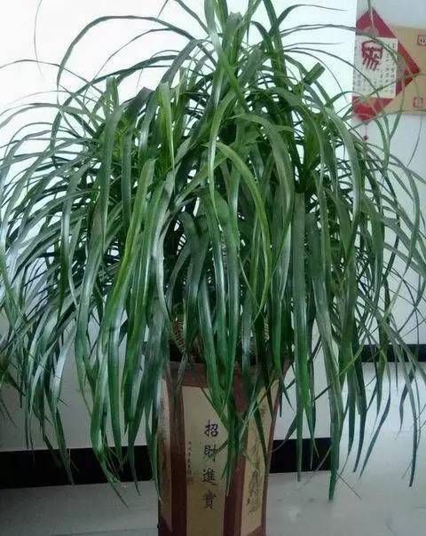 養(yǎng)花要澆維生素嗎