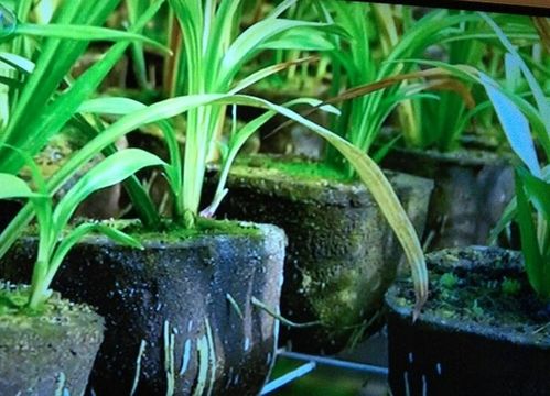 有機(jī)豬糞適合養(yǎng)花嗎