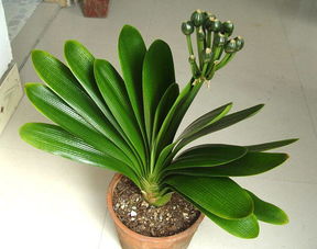 小齊養(yǎng)花小