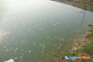 連續(xù)陰雨天怎樣養(yǎng)花