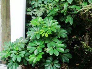 (養(yǎng)花)中的所有詞語(yǔ)