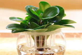 水培維b12養(yǎng)花用量