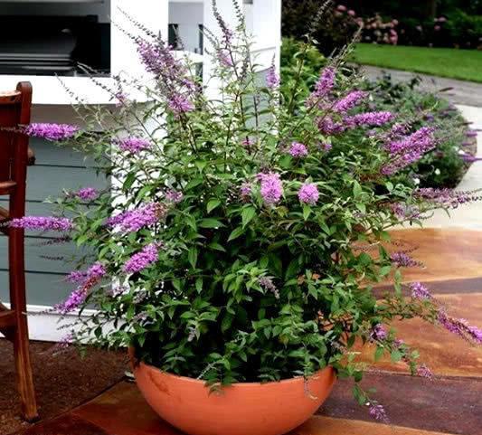 好看好養(yǎng)花期長(zhǎng)的花卉