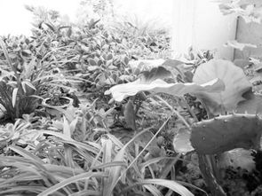 我與養(yǎng)花的故事作文