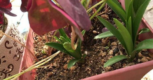 養(yǎng)花蛤多久沒(méi)有沙