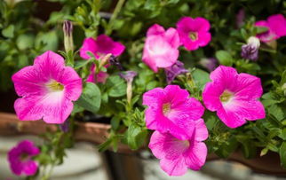 養(yǎng)花草怎么形容