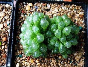 養(yǎng)花泥土防蟲