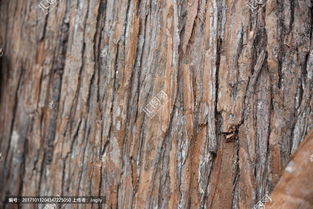 杉木皮能不能養(yǎng)花