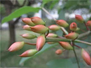 我是一個(gè)養(yǎng)花迷