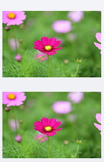 養(yǎng)花的主要內(nèi)容和分層